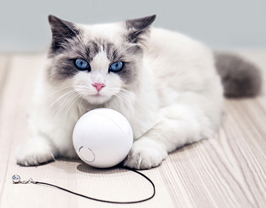 Cat Toy Wand - Essential Accessories for Cats